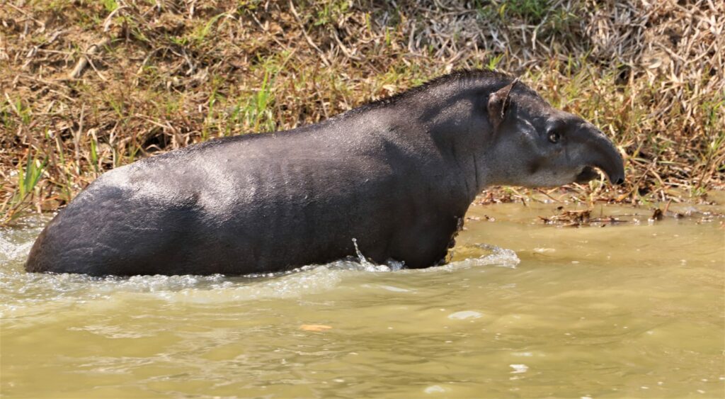 Foto-1-Fernando-Alves--1024x563 Campanha do WWF-Brasil aponta animais do Cerrado em risco de extinção