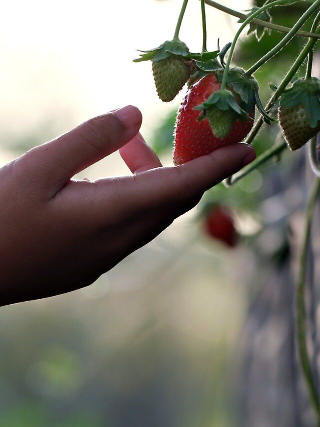Dicas para o cultivo de morangos em casa: Frutas doces no seu quintal