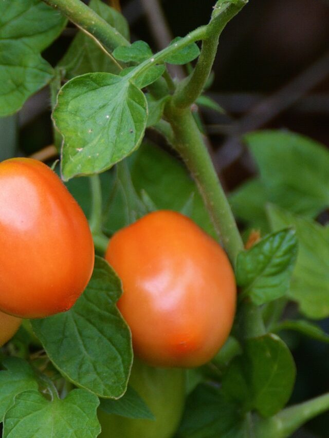 Como cultivar tomateiros em casa: Dicas para uma horta saudável