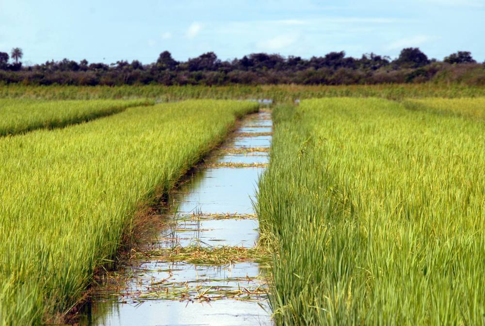 Arroz-Tocantins Atitude TO