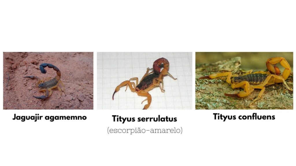 163a6ff4-4160-4ba1-8db4-97fd54480a43-1024x577 Araguaína registra a primeira aparição de escorpião do gênero Tityus serrulatus