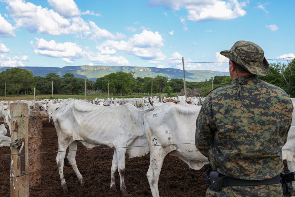 Bovino-1024x682 Quatrocentos bovinos são encontrados em Palmas em situação de maus-tratos