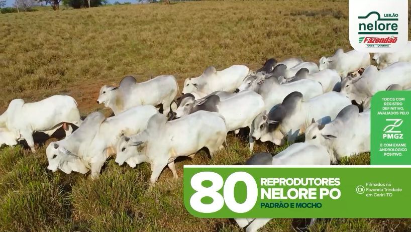 Farm-Day-3 Do Tocantins para o Brasil: Farm Day promove leilão de reprodutores nelore com transmissão ao vivo