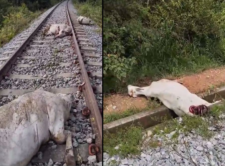 Gado-morto-locomotiva Gurupi: Maquinista do trem tentou afugentar animais para evitar acidente que provocou a morte de 14 bovinos na ferrovia