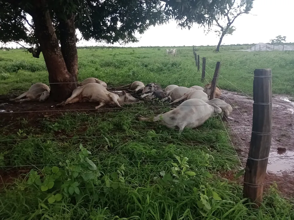 whatsapp-image-2024-01-11-at-07.42.04 No sudeste do Tocantins, vacas morrem após queda de raio