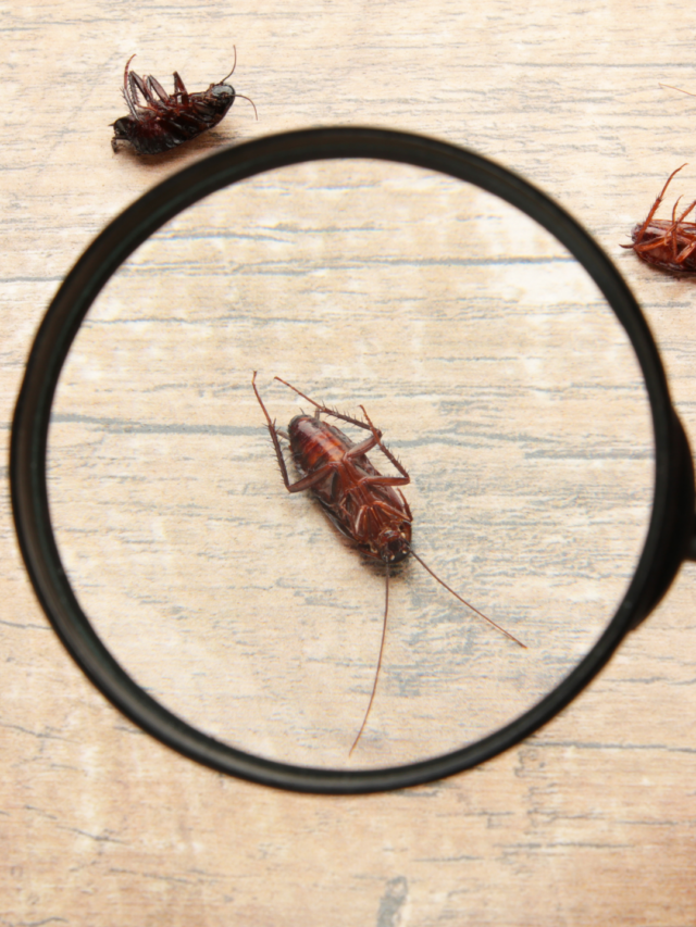 Como afastar baratas de casa: métodos eficazes e naturais