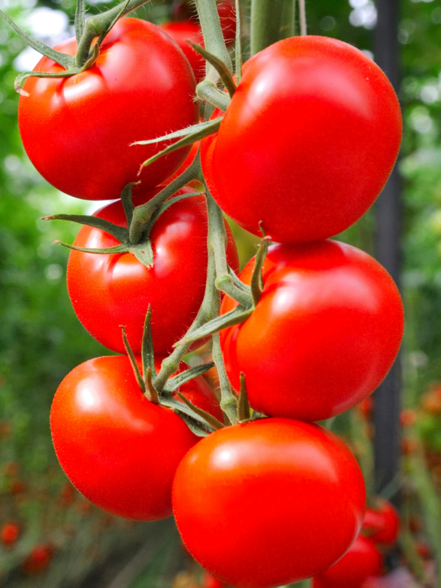 Como Plantar um Pé de Tomate: Guia Completo para Cultivar em Casa!