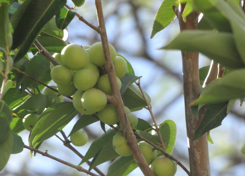 Camu-camu_credito-Taciana-de-Carvalho-Coutinho-1024x737 O 'ouro da amazônia' é aposta para a indústria alimentícia