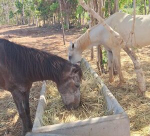 Prefeitura de Gurupi realiza a doação de três cavalos recolhidos em vias públicas conforme lei municipal