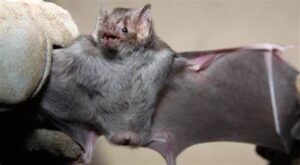 Saiba o que é a Raiva humana transmitida por morcegos, doença que afetou morador do sul do Tocantins