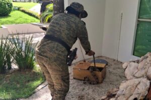 Cobras são resgatadas em diferentes pontos de Palmas