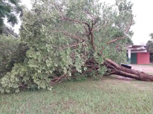Chuva forte em Dueré derruba árvores pela cidade e afeta rede de energia