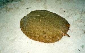 Ameaçada de extinção, arraia-maçã é monitorada no Tocantins