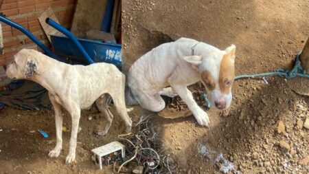 Polícia Civil conclui inquérito e indicia casal por maus-tratos a animais; um cão da raça pit bull acabou morrendo