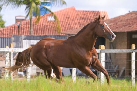 Monte Sião Haras aposta em genética única no Quarto de Milha e anuncia aquisição do Inquestionável Parth