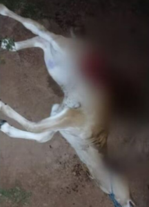 Prefeitura de Talismã pede ajuda ao estado para capturar onça que atacou animais em fazendas