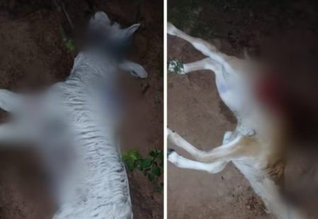 Naturatins apura caso envolvendo ataque de onça em animais na região de Talismã