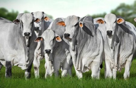 Genética de excelência será destaque no 1º Leilão Nelore Tocantins durante a 50ª Expo Gurupi