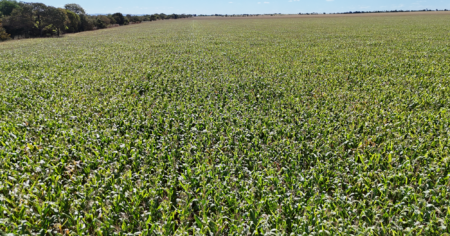Agro: Porto Nacional tem 20% de todas as exportações do Tocantins