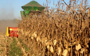 Tocantins apresenta safra recorde de milho com previsão de colher mais de 2 milhões de toneladas