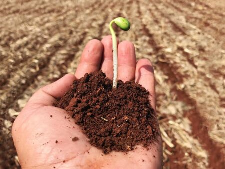 Municípios como Lagoa da Confusão, Cristalândia, Pium, Formoso do Araguaia, Santa Rita do Tocantins e Dueré são grandes produtores de soja para semente