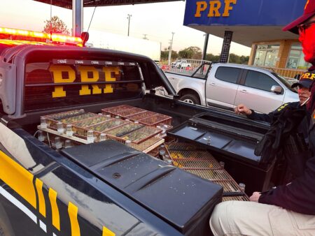 PRF resgata cerca de 400 aves silvestres em veículo de passeio em Araguaína