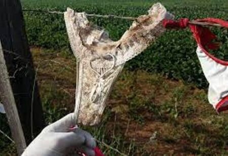 CONTO, MARIA BANDINHA