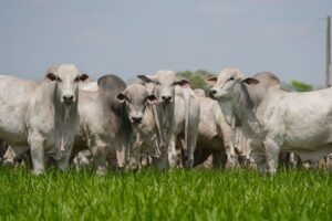 Acompanhamento de abates impulsiona padronização das carcaças e valoriza o rebanho tocantinense