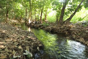 Invasão em área de preservação é suspensa por liminar obtida pelo MPTO em Gurupi