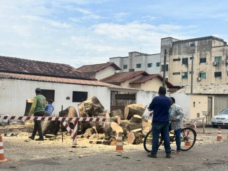 Corte de pé de manga cinquentenário na Avenida Brasília é justificável por risco a moradores e ao tráfego