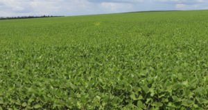 Capital do Agro: em 11 meses, exportações de Porto Nacional chegam a US$ 540 milhões