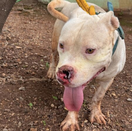 Homem é preso em flagrante por maus-tratos a cão da raça Pit Bull em Gurupi