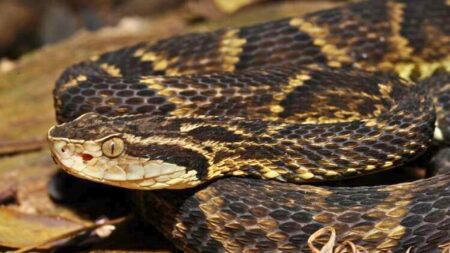 Norte do Tocantins: HDT-UFNT registra mais de 70 atendimentos por acidentes com serpentes em 2025