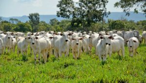 Adapec abre recadastramento de rebanhos na Ilha do Bananal