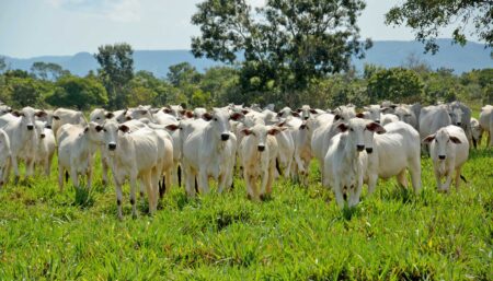 Adapec abre recadastramento de rebanhos na Ilha do Bananal